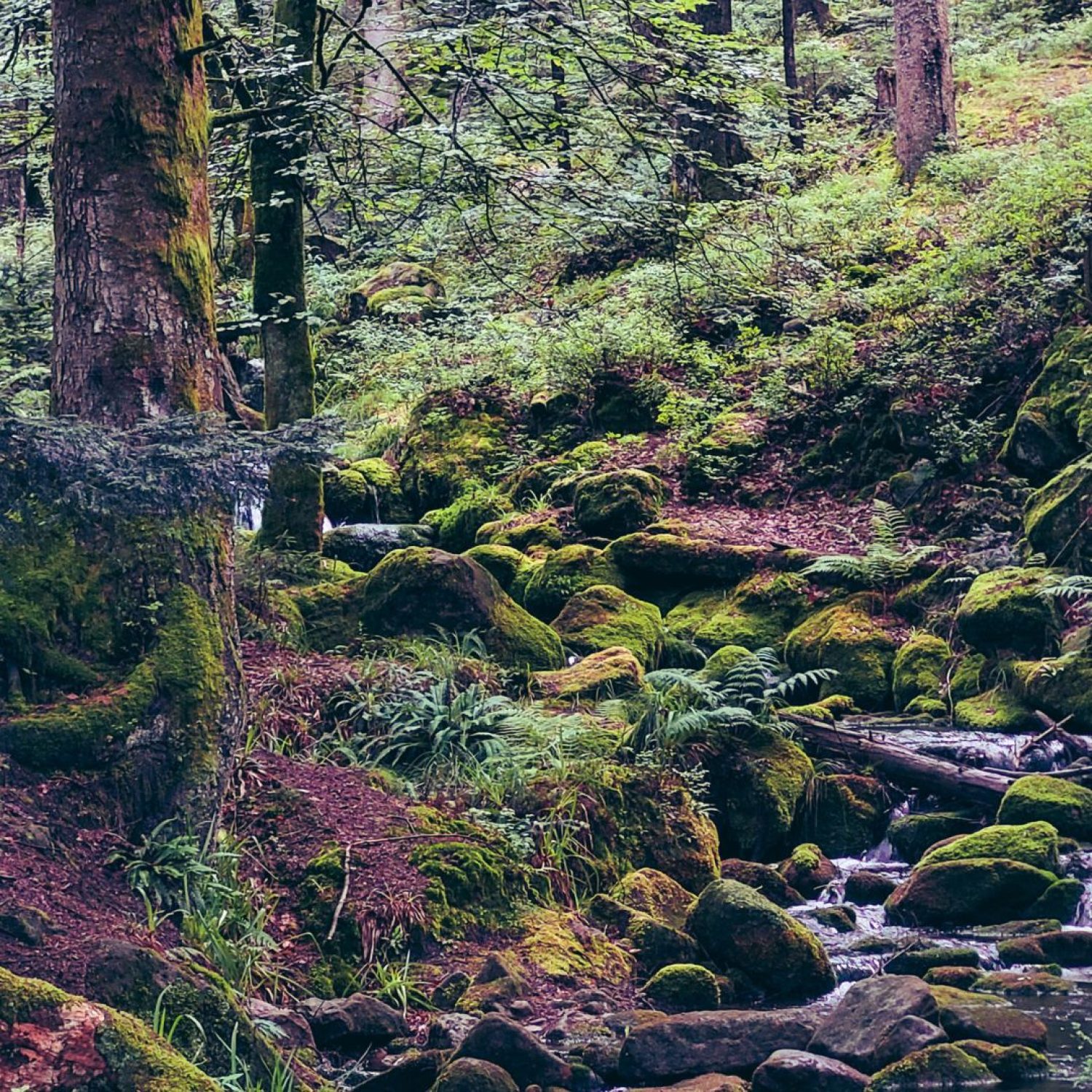 Sentier des Passeurs