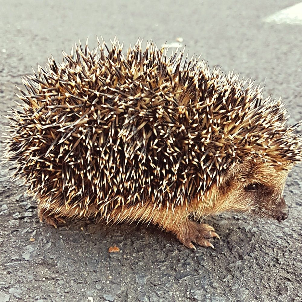 Hérisson